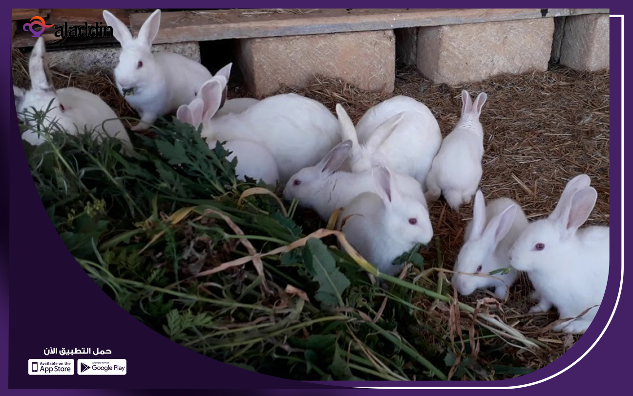 مشروع-الأرانب-للمبتدئين