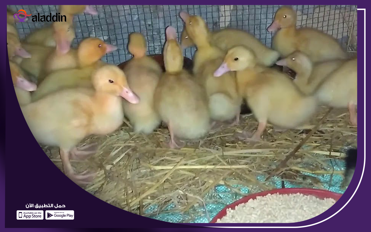 تربية-100-بطه-عمر-يوم