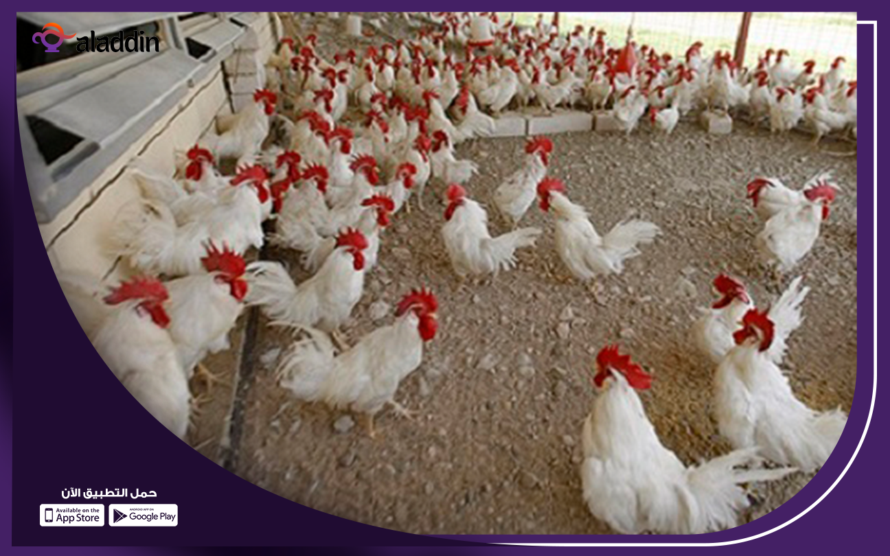 كيفية-عمل-مزرعة-فراخ