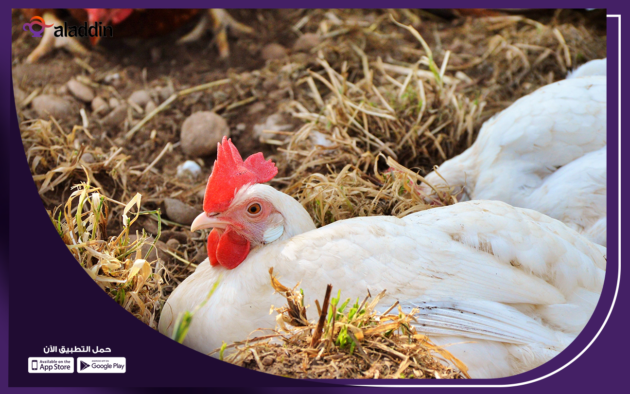 مشروع-تربية-الدواجن-البيضاء-في-المنزل