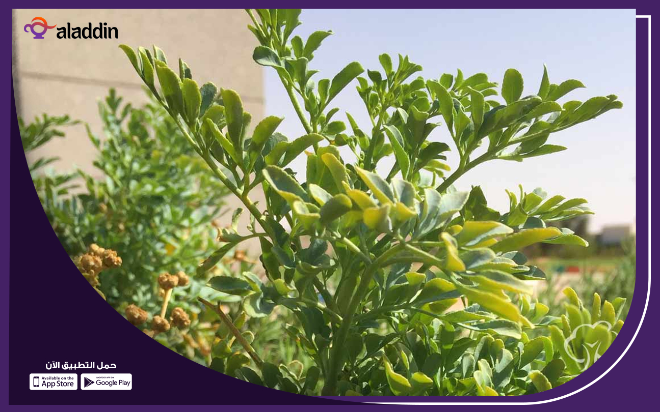 محل-بيع-النباتات-الداخلية