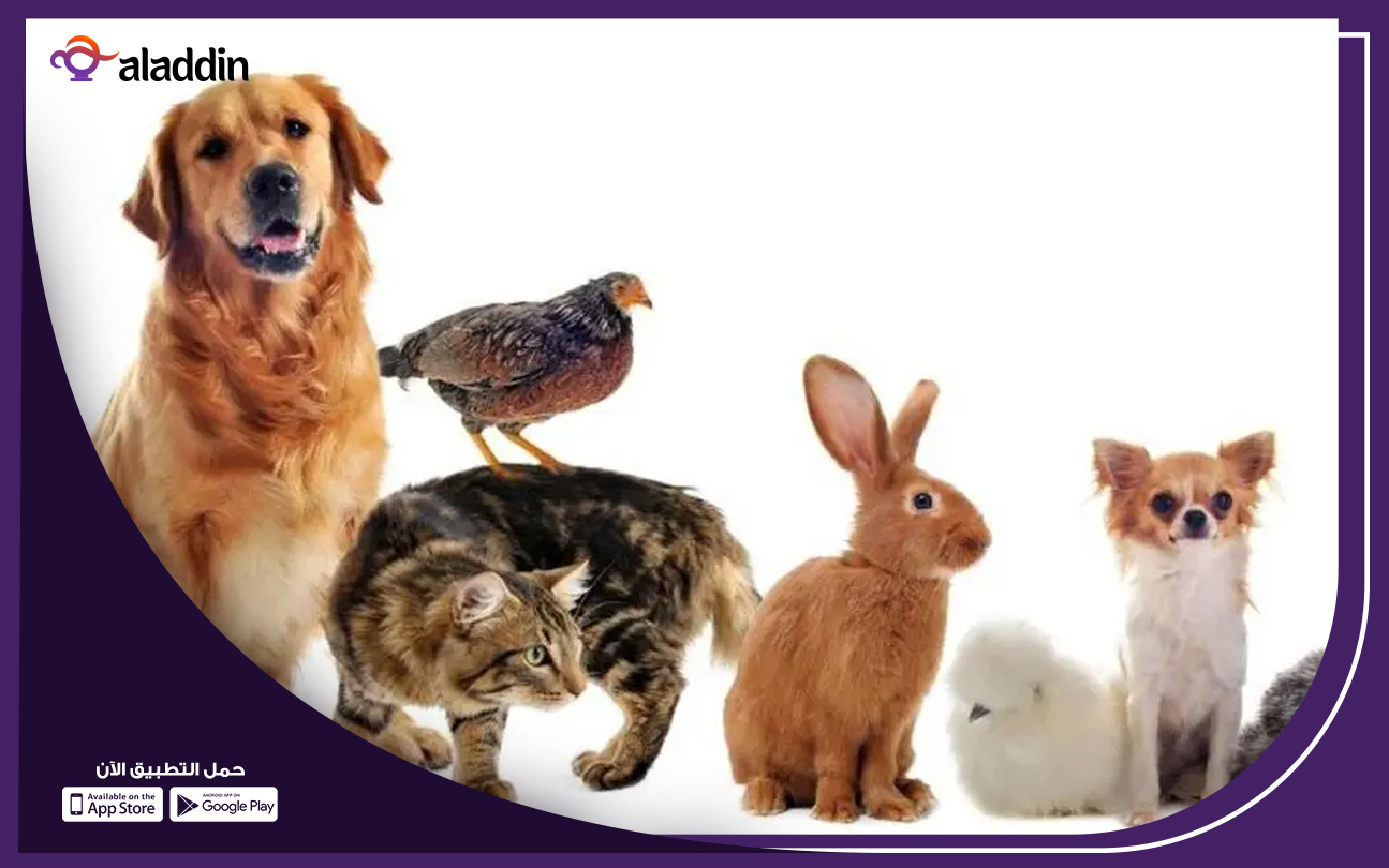 مشروع-خدمات-العناية-بالحيوانات-الأليفة